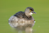 Image. Least Grebe