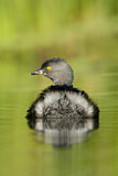 Image. Least Grebe