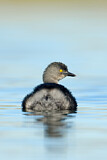 Image. Least Grebe