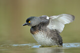 Image. Least Grebe