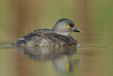 Image. Least Grebe