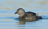 Image. Least Grebe