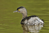 Image. Least Grebe