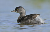 Image. Least Grebe