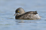Image. Least Grebe