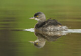 Image. Least Grebe