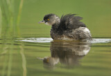 Image. Least Grebe