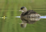 Image. Least Grebe