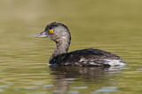 Image. Least Grebe