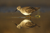 Image. Least Sandpiper