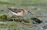 Image. Least Sandpiper