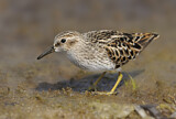 Image. Least Sandpiper