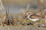Image. Least Sandpiper