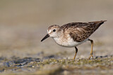 Image. Least Sandpiper