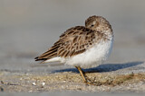 Image. Least Sandpiper