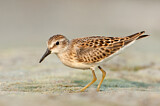 Image. Least Sandpiper