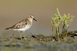 Image. Least Sandpiper