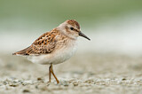 Image. Least Sandpiper
