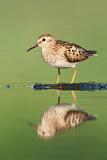 Image. Least Sandpiper