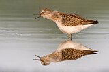 Image. Least Sandpiper