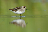 Image. Least Sandpiper
