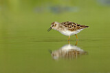 Image. Least Sandpiper