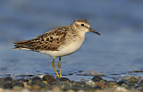 Image. Least Sandpiper