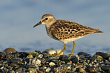 Image. Least Sandpiper