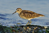Image. Least Sandpiper