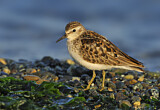 Image. Least Sandpiper