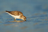Image. Least Sandpiper