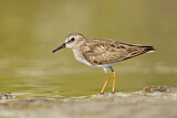 Image. Least Sandpiper
