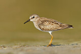 Image. Least Sandpiper