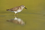 Image. Least Sandpiper
