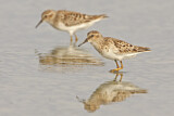 Image. Least Sandpiper