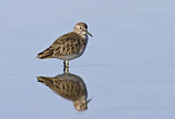 Image. Least Sandpiper
