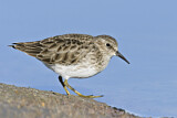 Image. Least Sandpiper
