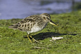 Image. Least Sandpiper