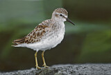 Image. Least Sandpiper