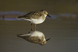 Image. Least Sandpiper