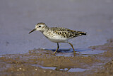 Image. Least Sandpiper