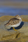 Image. Least Sandpiper