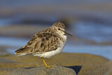 Image. Least Sandpiper