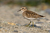 Image. Least Sandpiper