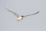 Image. Least Tern