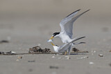 Image. Least Tern