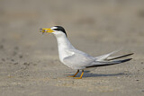 Image. Least Tern
