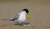 Image. Least Tern