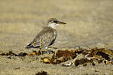 Image. Least Tern