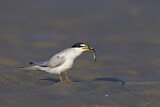 Image. Least Tern